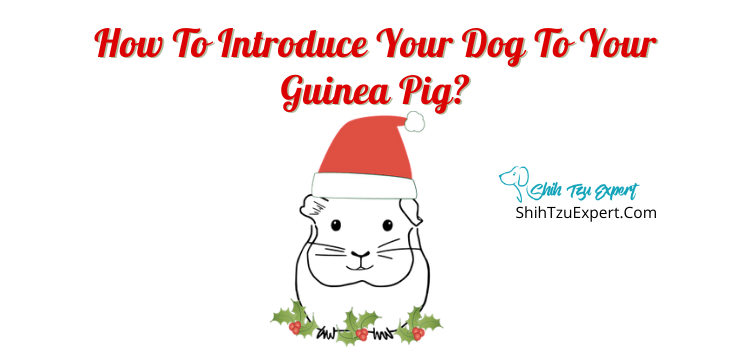 How To Introduce Your Dog To Your Guinea Pig?