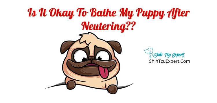 Is It Okay To Bathe My Puppy After Neutering?