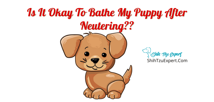 how do you clean a neutered dog incision