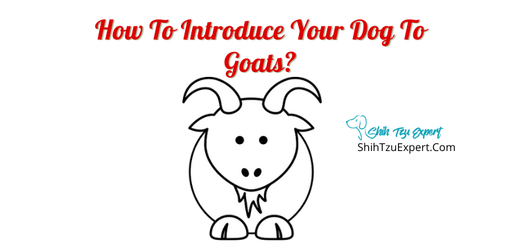 how to introduce your dog to goats?