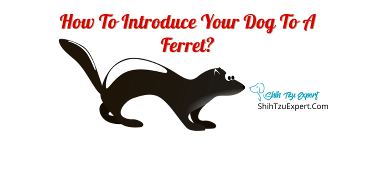 would a ferret kill a dog