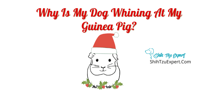 ​​​Why is my dog whining at my guinea pig?