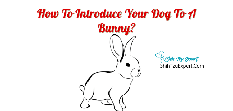 How to Introduce your Dog to a Bunny