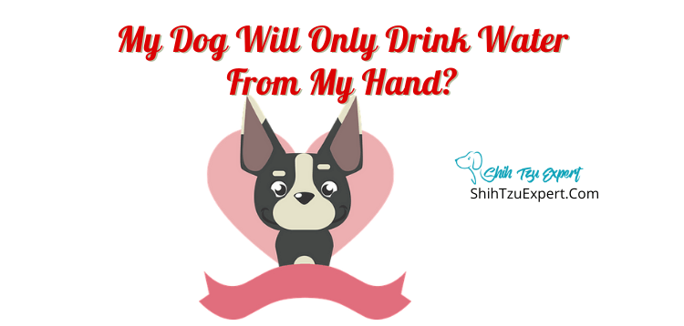 why dog will not drink water