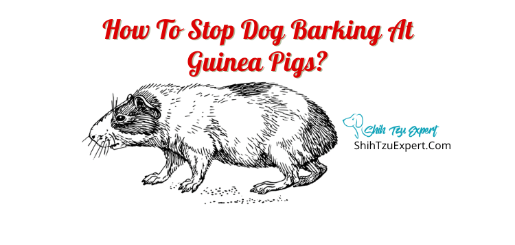 How To Stop Dog Barking At Guinea Pigs?