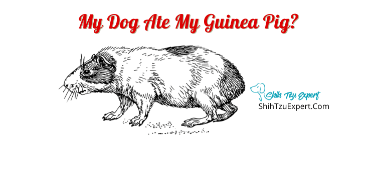 My Dog Ate My Guinea Pig