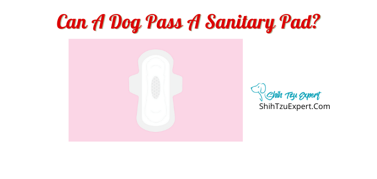 how long does it take a dog to pass a tampon