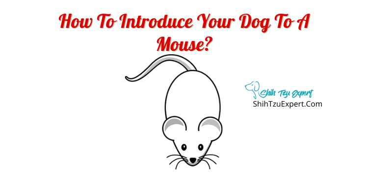 How To Introduce Your Dog To A Mouse?