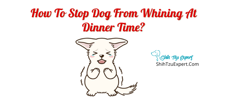 how-to-stop-dog-from-whining-at-dinner-time-shih-tzu-expert