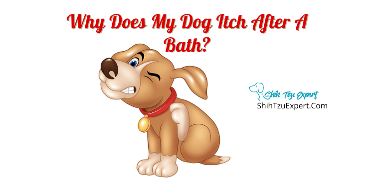 Why Does My Dog Itch After A Bath?