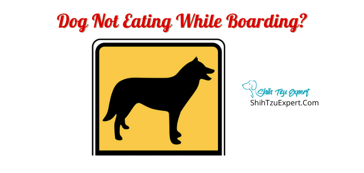 dog-not-eating-while-boarding-shih-tzu-expert