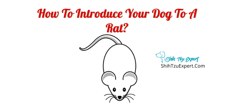 How To Introduce Your Dog To A Rat? - Shih Tzu Expert