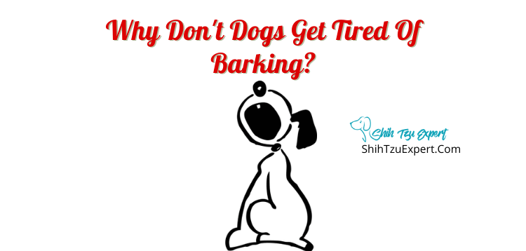 why-don-t-dogs-get-tired-of-barking-shih-tzu-expert