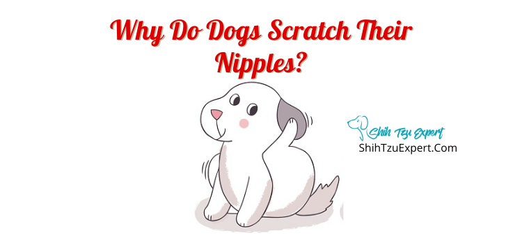 Why Do Dogs Scratch Their Nipples?