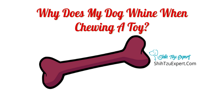 Why does my dog whine when chewing a toy? - Shih Tzu Expert