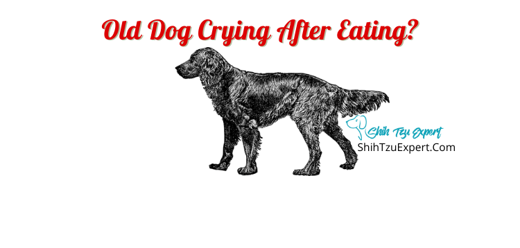 Old Dog Crying After Eating? - Shih Tzu Expert