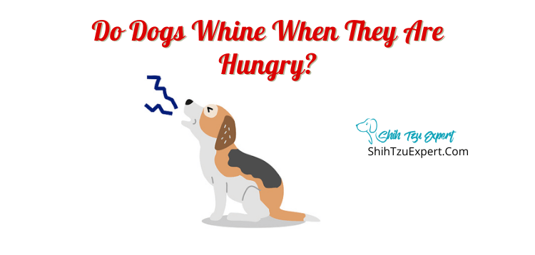 how to stop dog whining for food