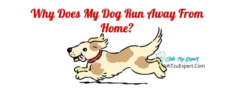 what should you do if your dog runs away