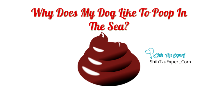 What do I do if my dog poops in the ocean?