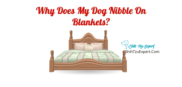 why does my dog nibble the bed sheets