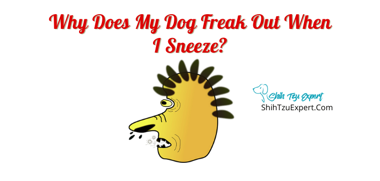 Why Does My Dog Freak Out When I Sneeze?