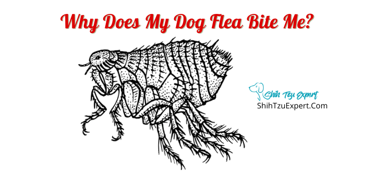 Why Does My Dog Flea Bite Me? - Shih Tzu Expert