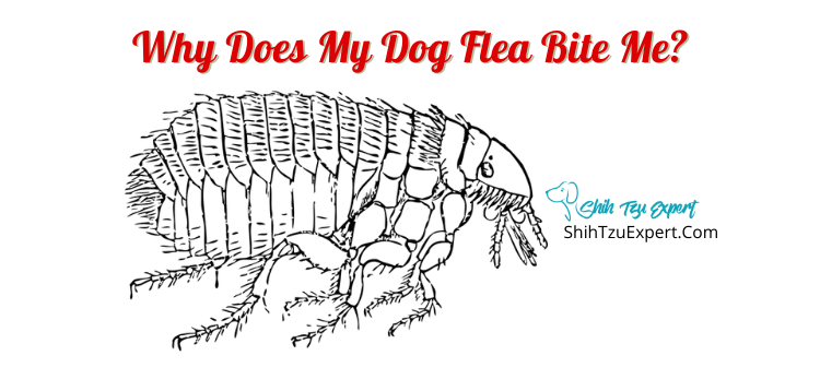 why does my dog flea bite me