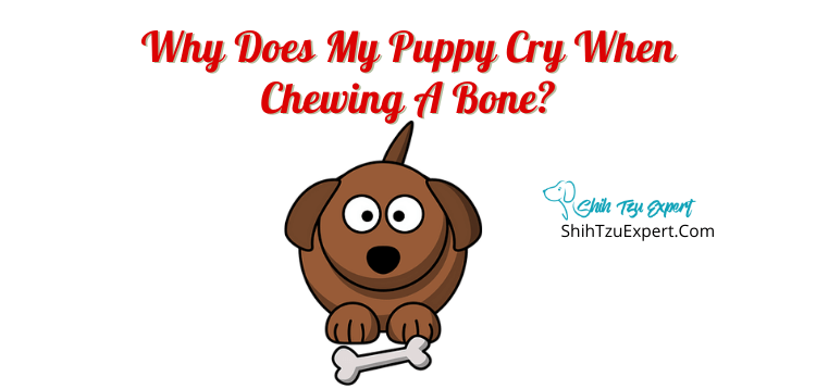 why does my dog cry with a bone