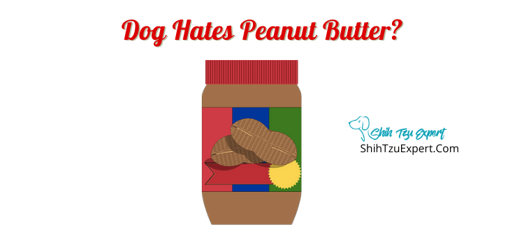 dog hates peanut butter - Shih Tzu Expert