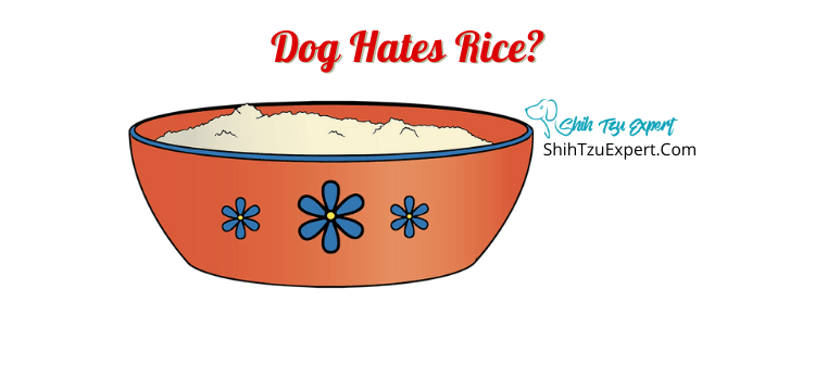 what kind of rice should i feed my dog