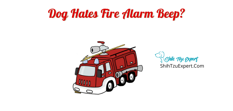 dog hates fire alarm beep