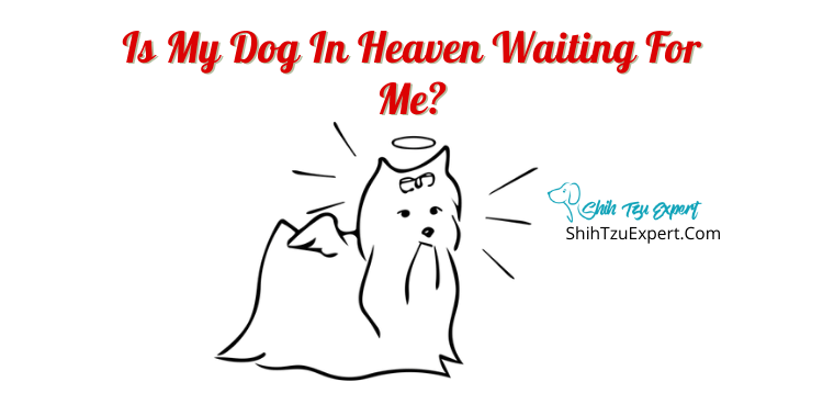 will you see your dog in heaven