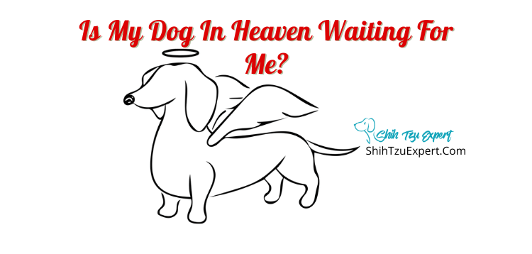 will you see your dog in heaven