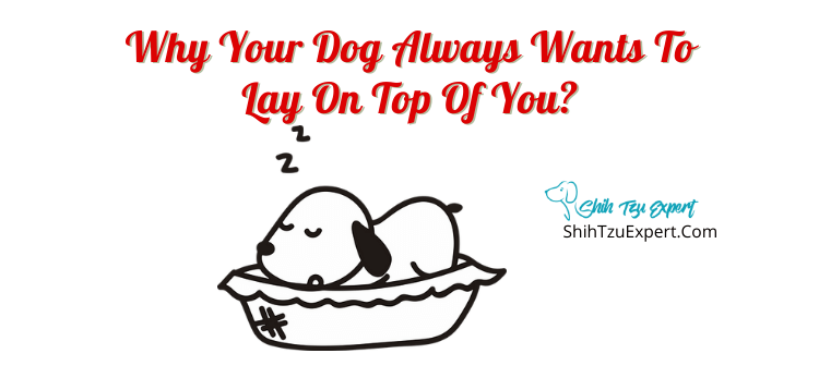 Why Your Dog Always Wants To Lay On Top Of You?