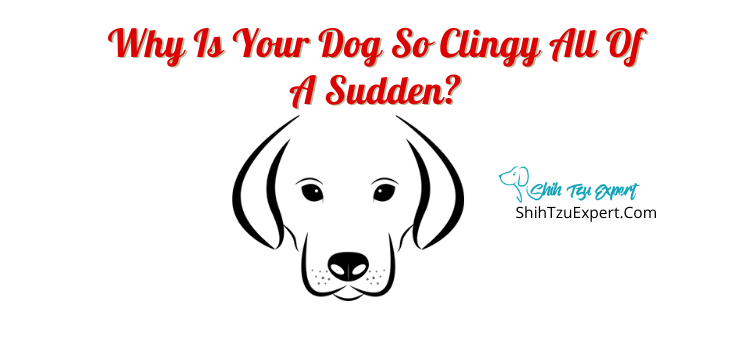 Why Is Your Dog So Clingy All Of A Sudden? - Shih Tzu Expert