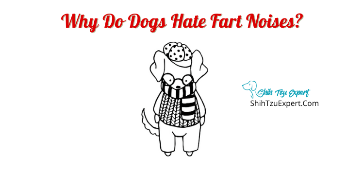 Why do dogs hate fart noises? - Shih Tzu Expert