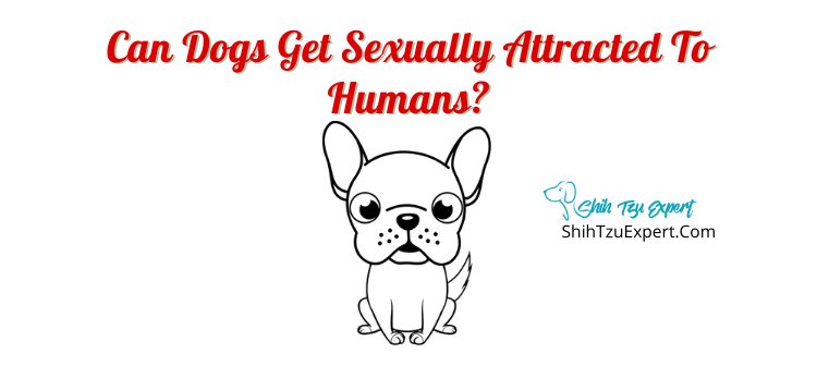 Can Dogs Get Sexually Attracted To Humans? - Shih Tzu Expert