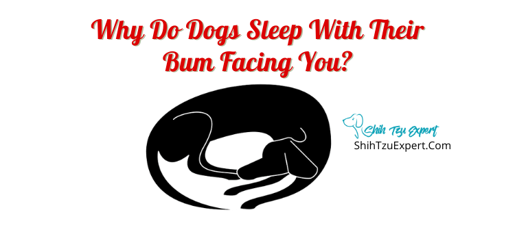 why do dogs show you their bum