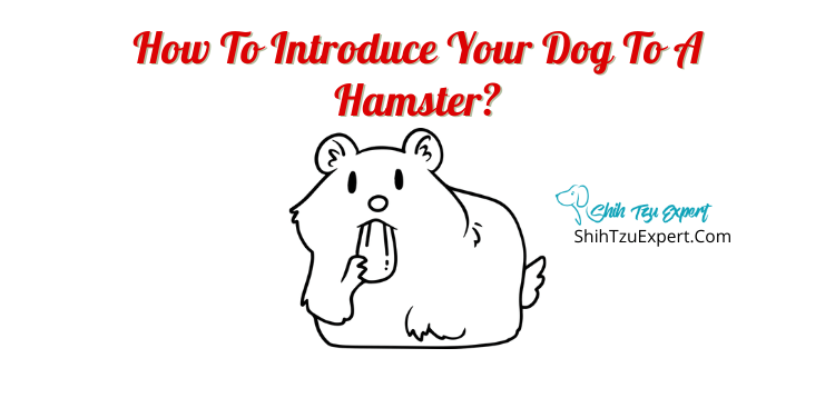How To Introduce Your Dog To A Hamster?