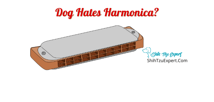 Why Do Some Dogs Hate Harmonicas?