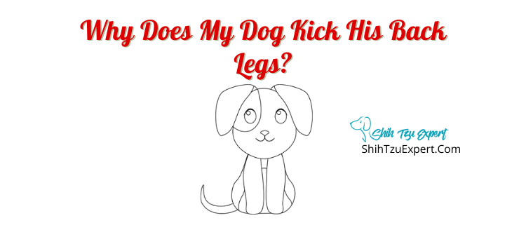 why does my dog kick his back legs? - Shih Tzu Expert