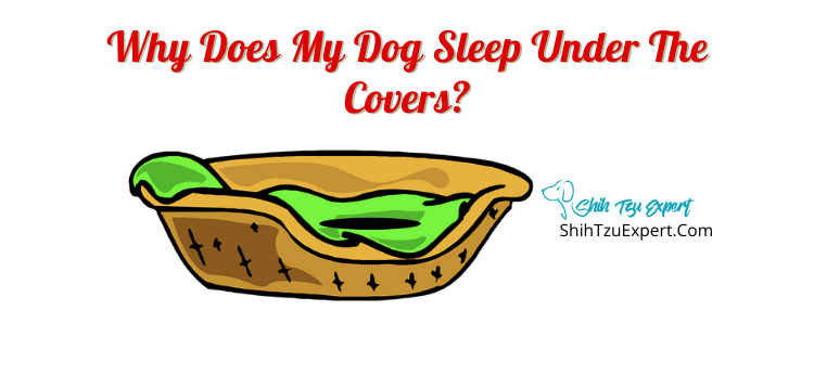 why do dogs sleep under the blankets