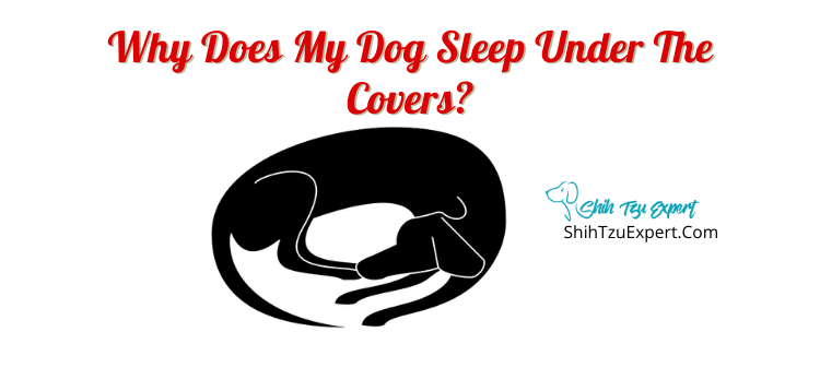 why do dachshunds sleep under covers