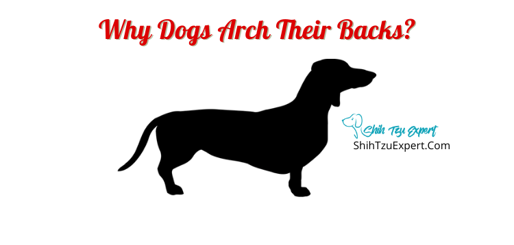 Why Dogs Arch Their Backs? - Shih Tzu Expert