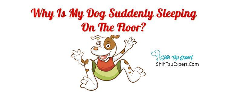 why-is-my-dog-suddenly-sleeping-on-the-floor-shih-tzu-expert