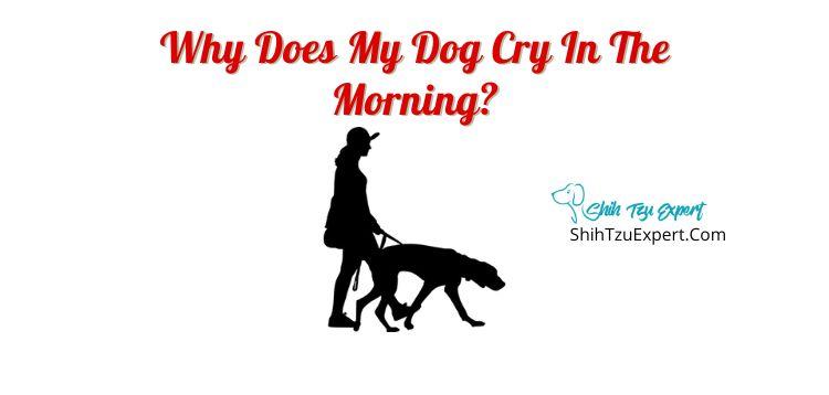 Why Does My Dog Cry In The Morning?