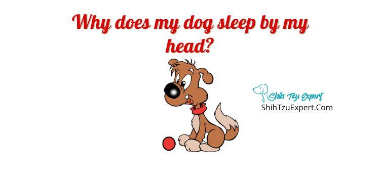 why-does-my-dog-sleep-by-my-head-shih-tzu-expert