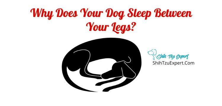 Why does your dog sleep between your legs?
