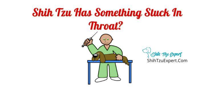 Shih Tzu Has Something Stuck In Throat?