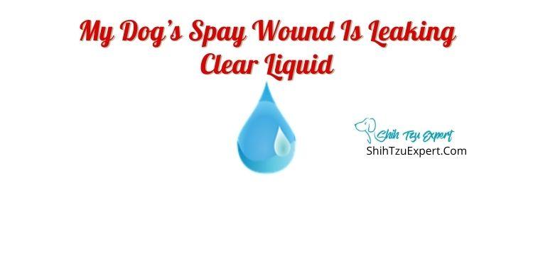My Dog’s Spay Wound is Leaking Clear Liquid?